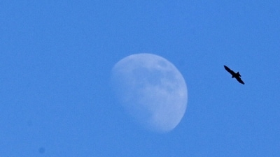 Noida, India- December 11, 2024: A view of moon was clearly visible during the day due to the drop in air pollution level after the light rain in the past few days, in Noida, India, on Wednesday, December 11, 2024. (Photo by Sunil Ghosh / Hindustan Times)