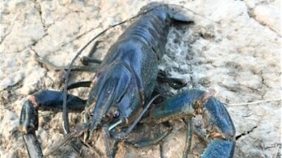 Australian redclaw crayfish spotted in Texas. (Twitter/@USGS)