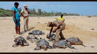 Policemen inspect Olive Ridley turtles at Kovalam Beach in Chennai on Saturday. (ANI)
