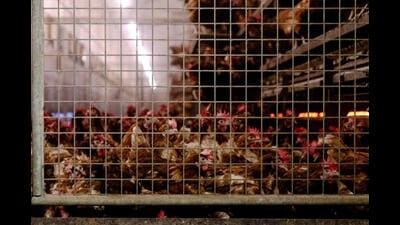 The affected areas house around 350 poultry farms, producing approximately 24 million eggs daily, with significant exports to states like Odisha, Bihar, West Bengal, and Assam. The sudden outbreak has led to mass culling, causing financial distress to poultry farmers. (AFP)