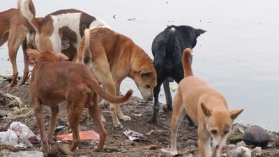 By the time people could chase away the dogs, they had already eaten the child's head. (HT_PRINT) By the time people could chase away the dogs, they had already eaten the child's head. (HT_PRINT)