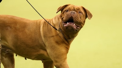 A Dogue de Bordeaux and owner compete during the 149th Annual Westminster Kennel Club Dog Show at Madison Square Garden in New York City on February 11, 2025. (Photo by CHARLY TRIBALLEAU / AFP) (AFP) A Dogue de Bordeaux and owner compete during the 149th Annual Westminster Kennel Club Dog Show at Madison Square Garden in New York City on February 11, 2025. (Photo by CHARLY TRIBALLEAU / AFP) (AFP)