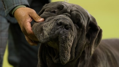 A Neapolitan Mastiff and owner compete during the 149th Annual Westminster Kennel Club Dog Show at Madison Square Garden in New York City on February 11, 2025. (Photo by CHARLY TRIBALLEAU / AFP) (AFP) A Neapolitan Mastiff and owner compete during the 149th Annual Westminster Kennel Club Dog Show at Madison Square Garden in New York City on February 11, 2025. (Photo by CHARLY TRIBALLEAU / AFP) (AFP)