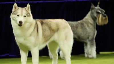 A Siberian husky and standard schnauzer compete during the 149th Annual Westminster Kennel Club Dog Show at Madison Square Garden in New York City on February 11, 2025. (Photo by CHARLY TRIBALLEAU / AFP) (AFP) A Siberian husky and standard schnauzer compete during the 149th Annual Westminster Kennel Club Dog Show at Madison Square Garden in New York City on February 11, 2025. (Photo by CHARLY TRIBALLEAU / AFP) (AFP)