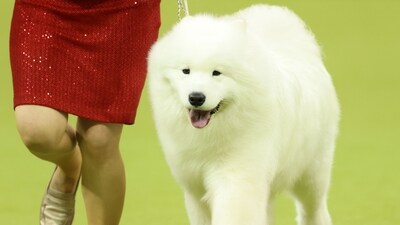 A Samoyed and owner compete during the 149th Annual Westminster Kennel Club Dog Show at Madison Square Garden in New York City on February 11, 2025. (Photo by CHARLY TRIBALLEAU / AFP) (AFP) A Samoyed and owner compete during the 149th Annual Westminster Kennel Club Dog Show at Madison Square Garden in New York City on February 11, 2025. (Photo by CHARLY TRIBALLEAU / AFP) (AFP)