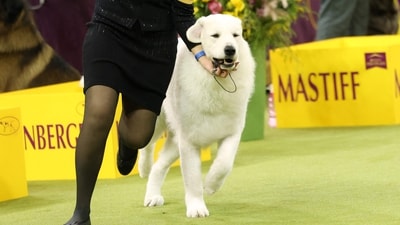 A Kuvasz and owner celebrate during the 149th Annual Westminster Kennel Club Dog Show at Madison Square Garden in New York City on February 11, 2025. (Photo by CHARLY TRIBALLEAU / AFP) (AFP) A Kuvasz and owner celebrate during the 149th Annual Westminster Kennel Club Dog Show at Madison Square Garden in New York City on February 11, 2025. (Photo by CHARLY TRIBALLEAU / AFP) (AFP)
