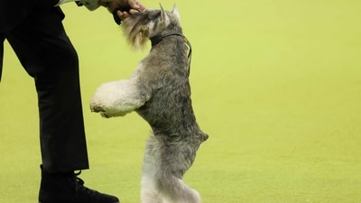 A Miniature Schnauzer and owner compete during the 149th Annual Westminster Kennel Club Dog Show at Madison Square Garden in New York City on February 11, 2025. (Photo by CHARLY TRIBALLEAU / AFP) (AFP) A Miniature Schnauzer and owner compete during the 149th Annual Westminster Kennel Club Dog Show at Madison Square Garden in New York City on February 11, 2025. (Photo by CHARLY TRIBALLEAU / AFP) (AFP)