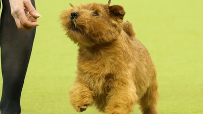 A Norfolk Terrier and owner compete during the 149th Annual Westminster Kennel Club Dog Show at Madison Square Garden in New York City on February 11, 2025. (Photo by CHARLY TRIBALLEAU / AFP) (AFP) A Norfolk Terrier and owner compete during the 149th Annual Westminster Kennel Club Dog Show at Madison Square Garden in New York City on February 11, 2025. (Photo by CHARLY TRIBALLEAU / AFP) (AFP)