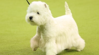 A West Island White Terrier competes during the 149th Annual Westminster Kennel Club Dog Show at Madison Square Garden in New York City on February 11, 2025. (Photo by CHARLY TRIBALLEAU / AFP) (AFP) A West Island White Terrier competes during the 149th Annual Westminster Kennel Club Dog Show at Madison Square Garden in New York City on February 11, 2025. (Photo by CHARLY TRIBALLEAU / AFP) (AFP)