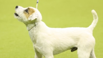 A Parson Russell Terrier and owner compete during the 149th Annual Westminster Kennel Club Dog Show at Madison Square Garden in New York City on February 11, 2025. (Photo by CHARLY TRIBALLEAU / AFP) (AFP) A Parson Russell Terrier and owner compete during the 149th Annual Westminster Kennel Club Dog Show at Madison Square Garden in New York City on February 11, 2025. (Photo by CHARLY TRIBALLEAU / AFP) (AFP)