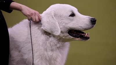 NEW YORK, NEW YORK - FEBRUARY 11: A handler holds her Kuvasz dog during a Working Group at Best in Show of the 149th Annual Westminster Kennel Club Dog Show at Madison Square Garden on February 11, 2025 in New York City. Andres Kudacki/Getty Images/AFP (Photo by ANDRES KUDACKI / GETTY IMAGES NORTH AMERICA / Getty Images via AFP) (Getty Images via AFP) NEW YORK, NEW YORK - FEBRUARY 11: A handler holds her Kuvasz dog during a Working Group at Best in Show of the 149th Annual Westminster Kennel Club Dog Show at Madison Square Garden on February 11, 2025 in New York City. Andres Kudacki/Getty Images/AFP (Photo by ANDRES KUDACKI / GETTY IMAGES NORTH AMERICA / Getty Images via AFP) (Getty Images via AFP)