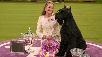 NEW YORK, NEW YORK - FEBRUARY 11: A handler poses with her Giant Schnauzer dog and Best in Show winner of the 149th Annual Westminster Kennel Club Dog Show at Madison Square Garden on February 11, 2025 in New York City. Andres Kudacki/Getty Images/AFP (Photo by ANDRES KUDACKI / GETTY IMAGES NORTH AMERICA / Getty Images via AFP) (Getty Images via AFP) NEW YORK, NEW YORK - FEBRUARY 11: A handler poses with her Giant Schnauzer dog and Best in Show winner of the 149th Annual Westminster Kennel Club Dog Show at Madison Square Garden on February 11, 2025 in New York City. Andres Kudacki/Getty Images/AFP (Photo by ANDRES KUDACKI / GETTY IMAGES NORTH AMERICA / Getty Images via AFP) (Getty Images via AFP)