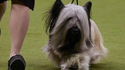 NEW YORK, NEW YORK - FEBRUARY 11: A handler walks her Skye Terrier dog and Terrier Group winner during the Best in Show of the 149th Annual Westminster Kennel Club Dog Show at Madison Square Garden on February 11, 2025 in New York City. Andres Kudacki/Getty Images/AFP (Photo by ANDRES KUDACKI / GETTY IMAGES NORTH AMERICA / Getty Images via AFP) (Getty Images via AFP) NEW YORK, NEW YORK - FEBRUARY 11: A handler walks her Skye Terrier dog and Terrier Group winner during the Best in Show of the 149th Annual Westminster Kennel Club Dog Show at Madison Square Garden on February 11, 2025 in New York City. Andres Kudacki/Getty Images/AFP (Photo by ANDRES KUDACKI / GETTY IMAGES NORTH AMERICA / Getty Images via AFP) (Getty Images via AFP)