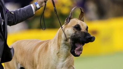 Lexus, a Great Dane, competes in the Working Group during the 149th Annual Westminster Kennel Club Dog Show at Madison Square Garden in New York City, New York, U.S., February 11, 2025. REUTERS/Jeenah Moon (REUTERS)