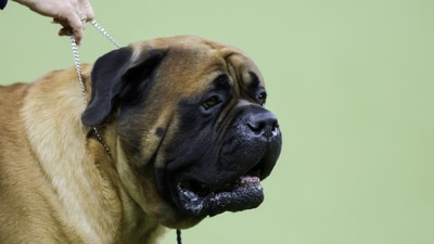 A Mastiff competes in the Working Group during the 149th Annual Westminster Kennel Club Dog Show at Madison Square Garden in New York City, New York, U.S., February 11, 2025. REUTERS/Jeenah Moon (REUTERS)