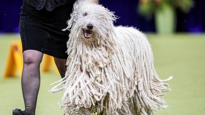 Ranger, a Komondor, competes in the Working Group during the 149th Annual Westminster Kennel Club Dog Show at the Madison Square Garden in New York City, New York, U.S., February 11, 2025. REUTERS/Eduardo Munoz (REUTERS)