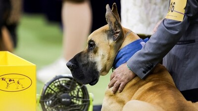 Lexus, a Great Dane, rests during the 149th Annual Westminster Kennel Club Dog Show at Madison Square Garden in New York City, New York, U.S., February 11, 2025. REUTERS/Jeenah Moon (REUTERS)