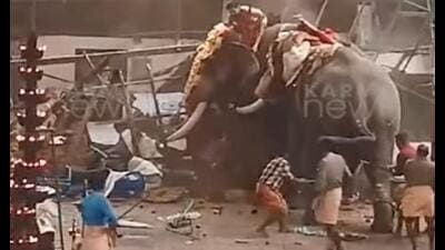 A grab of a video that purportedly shows one elephant charging at the other on Thursday. (HT Photo) A grab of a video that purportedly shows one elephant charging at the other on Thursday. (HT Photo)