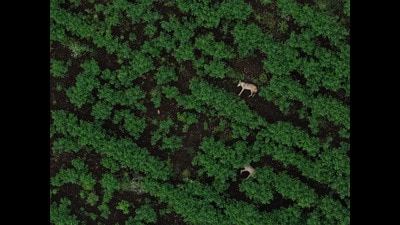 Drones are taking wildlife research and conservation efforts to considerable heights with their ability to fly vast areas and capture detailed imagery (HT PHOTO) Drones are taking wildlife research and conservation efforts to considerable heights with their ability to fly vast areas and capture detailed imagery (HT PHOTO)