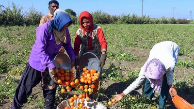 Labourers pluck tomatoes and collect them in a basket from fields for sale in Nagpur in January 2025. (ANI FILE) Labourers pluck tomatoes and collect them in a basket from fields for sale in Nagpur in January 2025. (ANI FILE)