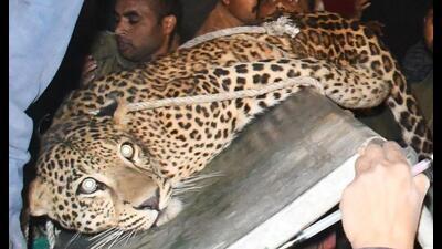 The leopard after it was captured by forest department officials. (HT Photo) The leopard after it was captured by forest department officials. (HT Photo)