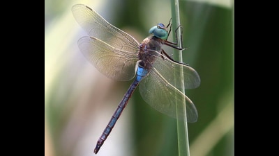 The study, led by Pankaj Koparde from the department of environmental studies at MIT-WPU, along with PhD scholar Arajush Payra and alumnus Ameya Deshpande, analysed dragonfly records spanning nearly two centuries. (HT PHOTO) The study, led by Pankaj Koparde from the department of environmental studies at MIT-WPU, along with PhD scholar Arajush Payra and alumnus Ameya Deshpande, analysed dragonfly records spanning nearly two centuries. (HT PHOTO)