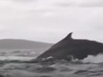A kayaker in Chile was briefly engulfed by a humpback whale. A kayaker in Chile was briefly engulfed by a humpback whale.