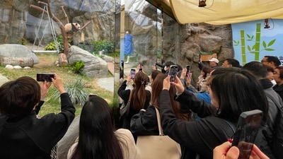 One of two as yet unnamed Panda cubs is seen near their keepers during a viewing by select visitors at an enclosure in Ocean Park in Hong Kong. Hong Kong bets on pandas to revive tourism—will it work? (AP Photo) One of two as yet unnamed Panda cubs is seen near their keepers during a viewing by select visitors at an enclosure in Ocean Park in Hong Kong. Hong Kong bets on pandas to revive tourism—will it work? (AP Photo)