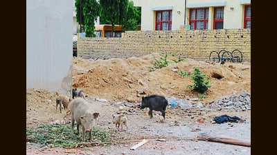 PMC and veterinary department received the complaint about 12 pigs reportedly found dead in Kothrud on February 6. (HT PHOTO)