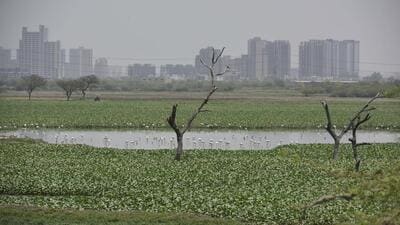 Responding to a submission by the Haryana government on January 9, 2025, INTACH said record dating as far back as 1882 show an excessive area of inundation stretching nearly 1,772 acres. (HT Archive) Responding to a submission by the Haryana government on January 9, 2025, INTACH said record dating as far back as 1882 show an excessive area of inundation stretching nearly 1,772 acres. (HT Archive)