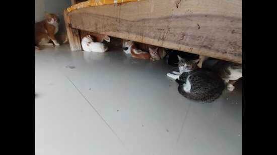 Chaos reigned Thursday afternoon when the Pune district SPCA animal husbandry department, PMC, and Pune police (accompanied by a female constable) visited Rinku’s house. (HT PHOTO)