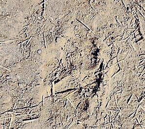 Pugmarks of unidentified animal at at Bathinda’s Bhisiana village. (HT Photo) Pugmarks of unidentified animal at at Bathinda’s Bhisiana village. (HT Photo)