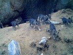 The sanctuary saw the birth of eight wolf pups just a few weeks ago. The sanctuary saw the birth of eight wolf pups just a few weeks ago.