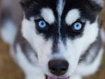 The dog with formal training quickly mastered the task and even improved through practice. The dog with formal training quickly mastered the task and even improved through practice.