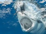The 55-year-old woman attempted to “engage” with the shark when it suddenly lashed out. The 55-year-old woman attempted to “engage” with the shark when it suddenly lashed out.