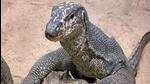 Monitor lizards, a highly protected animal, are found across India but its population has been reportedly dwindling primarily due to habitat loss. (Representational image)