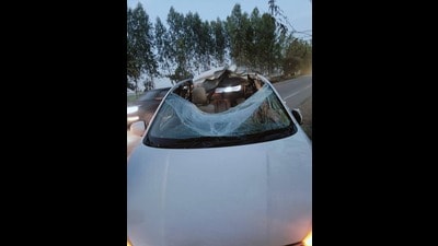 The incident damaged the vehicle and reportedly also killed the animal. (HT Photo)