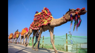 A herd of camels walks along a pontoon bridge during the ongoing Mahakumbh Mela 2025, in Prayagraj. With the cessation of winds, maximum temperatures in central and southern Uttar Pradesh have risen significantly in some areas, with a notable increase of 5.9°C in Prayagraj. (FOR REPRESENTATION) A herd of camels walks along a pontoon bridge during the ongoing Mahakumbh Mela 2025, in Prayagraj. With the cessation of winds, maximum temperatures in central and southern Uttar Pradesh have risen significantly in some areas, with a notable increase of 5.9°C in Prayagraj. (FOR REPRESENTATION)