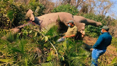 Forest staff inspecting carcass of the elephant found dead in the sanctuary (HT PHOTO)