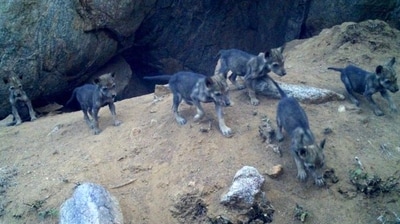The sanctuary saw the birth of eight wolf pups just a few weeks ago. (X/@supriyasahuias) The sanctuary saw the birth of eight wolf pups just a few weeks ago. (X/@supriyasahuias)