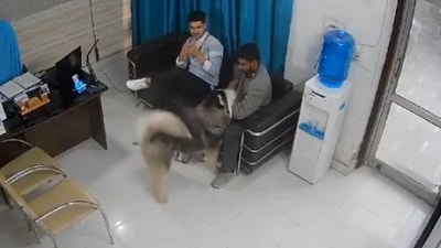 A video of a husky attacking a man inside a clinic went viral. (X/gharkekalesh) A video of a husky attacking a man inside a clinic went viral. (X/gharkekalesh)