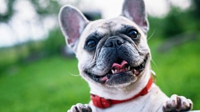 Pets express emotions in behaviours that you may find funny or weird. (Pexels) Pets express emotions in behaviours that you may find funny or weird. (Pexels)