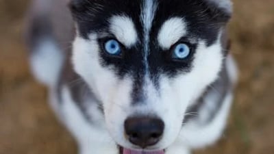 The dog with formal training quickly mastered the task and even improved through practice. (Representational Image/Pexel) The dog with formal training quickly mastered the task and even improved through practice. (Representational Image/Pexel)