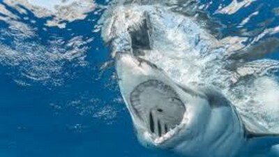 The 55-year-old woman attempted to “engage” with the shark when it suddenly lashed out. (Representational Image/Pexel)