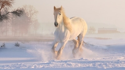 A white horse in China passed away days after heroically rescuing a drowning man. (Representational image/Pixabay) A white horse in China passed away days after heroically rescuing a drowning man. (Representational image/Pixabay)