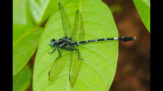 Dainty Longleg was found in Manjadininnavila, a quaint village in Aryanad grama panchayat in Thiruvananthapuram city. (HT PHOTO)
