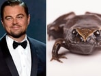 Ecuador's new frog species, Phyllonastes Dicaprioi, honors Leonardo DiCaprio for his environmental efforts. Ecuador's new frog species, Phyllonastes Dicaprioi, honors Leonardo DiCaprio for his environmental efforts.