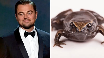 Ecuador's new frog species, Phyllonastes Dicaprioi, honors Leonardo DiCaprio for his environmental efforts.