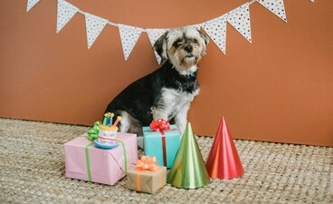 If it's your pet's birthday, spare no expense to make the fur buddies feel special on this day. (Pexels) If it's your pet's birthday, spare no expense to make the fur buddies feel special on this day. (Pexels)