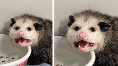 The critter was hospitalised in Nebraska, US. (Facebook/Nebraska Wildlife Rehab) The critter was hospitalised in Nebraska, US. (Facebook/Nebraska Wildlife Rehab)